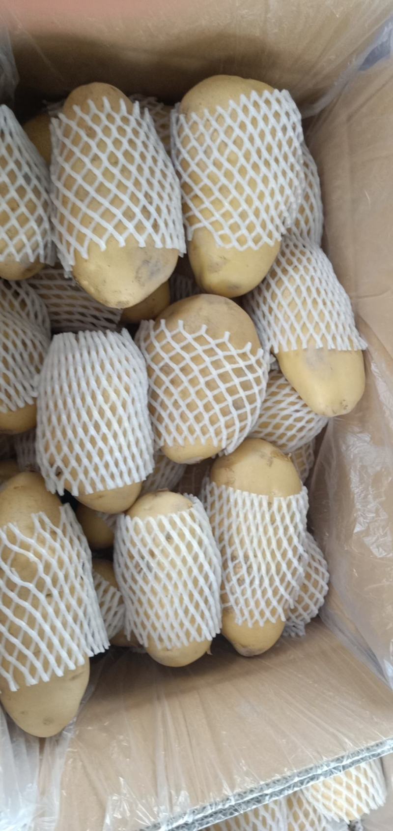 优质黄心荷兰十五督办