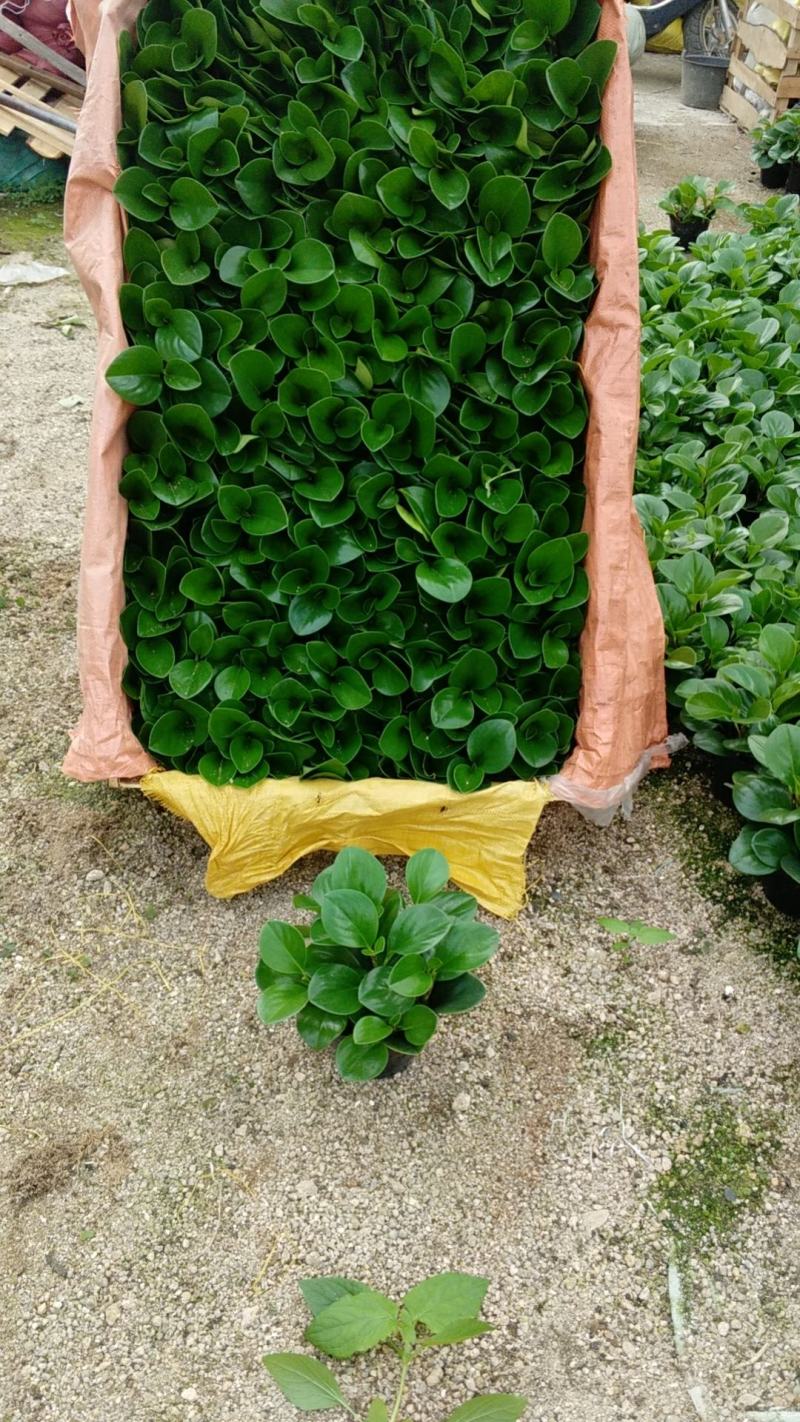 精品140杯碧玉福建基地自产自销
