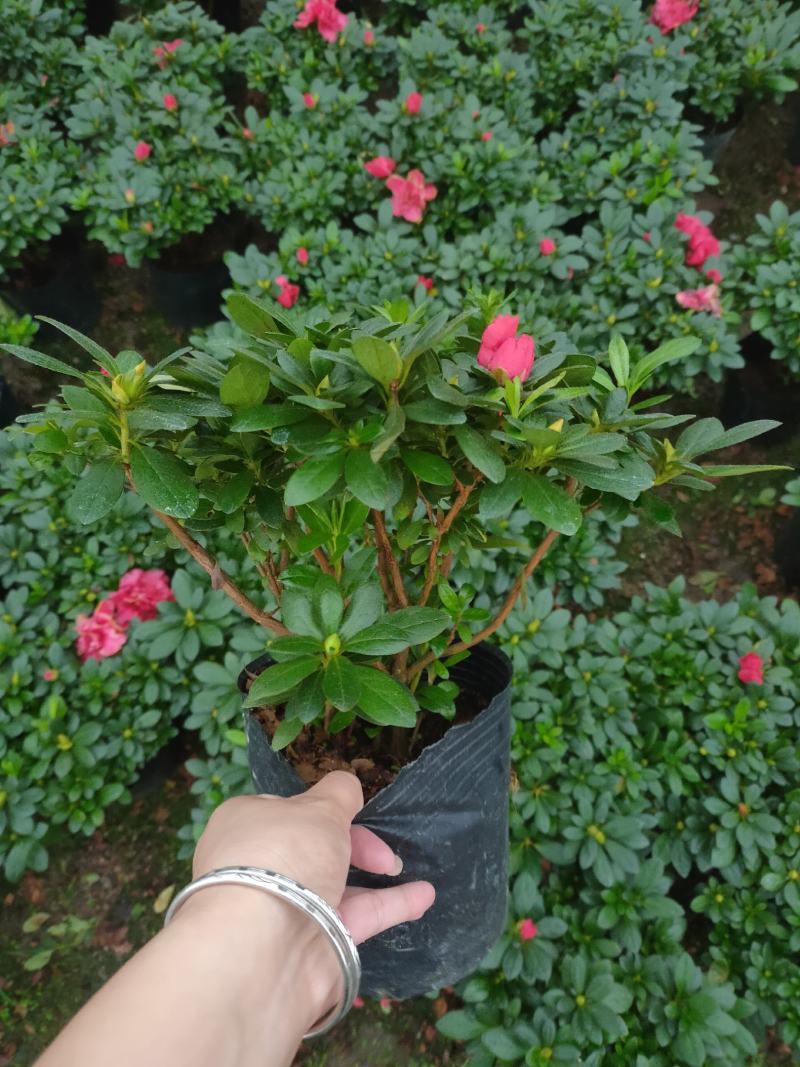 精品18杯杨梅红杜鹃基地自产自销