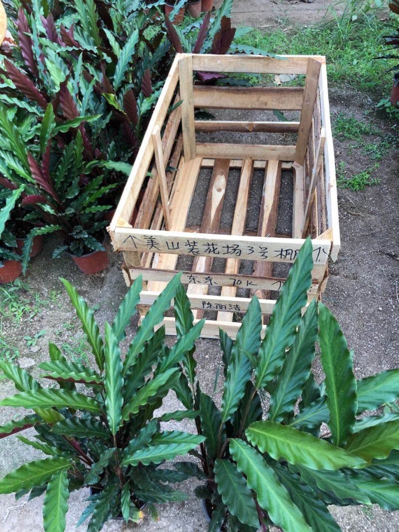精品18杯波浪竹芋又称紫背竹芋
