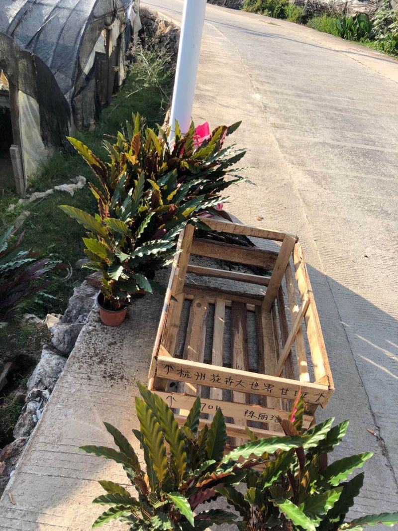 精品18杯波浪竹芋又称紫背竹芋