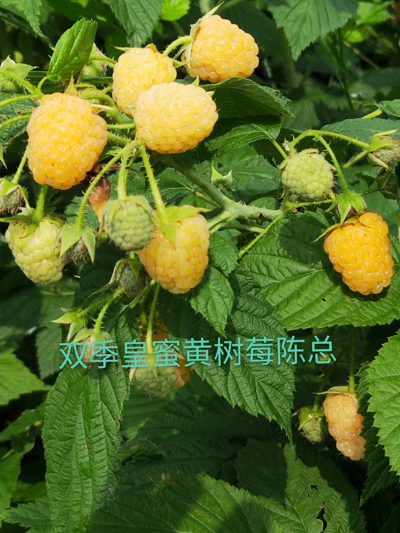 供双季黄树莓产量高，杲个大，当年栽苗当年挂果。