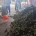 板栗刺球个头大，每天现摘先发，产地直供，货源充足价格优惠
