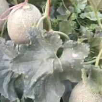 西州蜜25大量的上市。