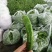 贵州天然种植：小菜椒