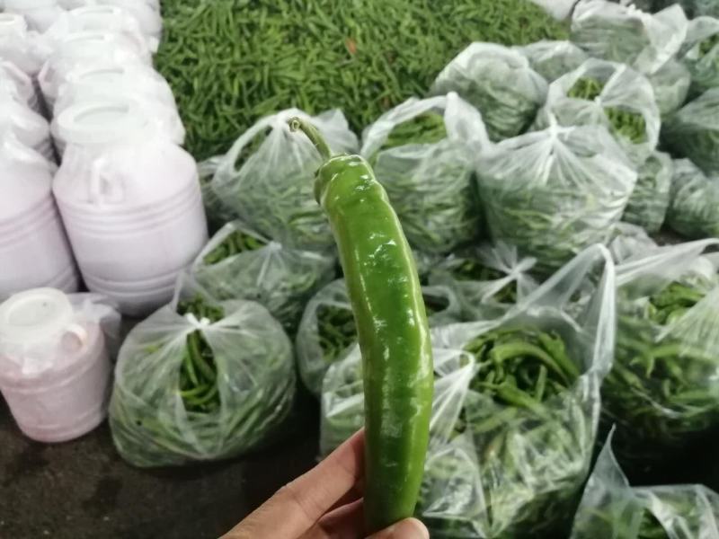 贵州天然种植：小菜椒