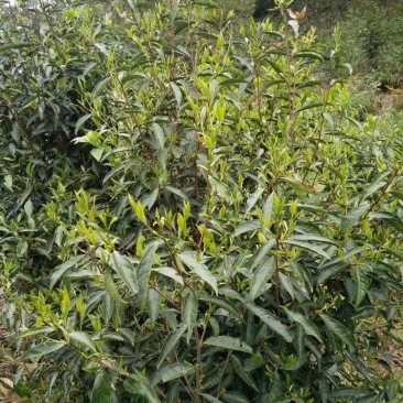 大瑶山野生红茶，规格茶礼盒装