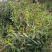 大瑶山野生红茶，规格茶礼盒装