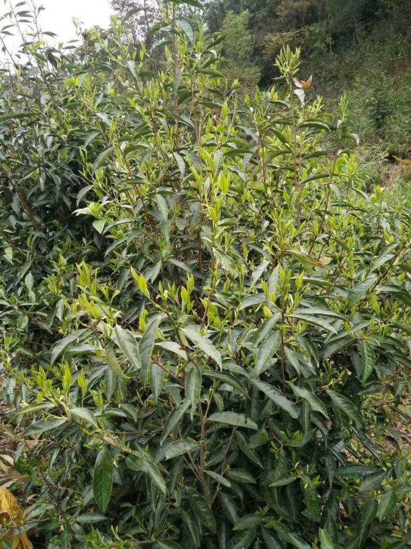大瑶山野生红茶，规格茶礼盒装