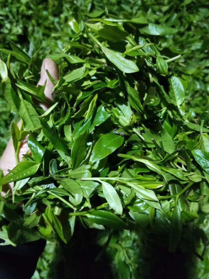 大瑶山野生红茶，规格茶礼盒装
