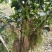 大瑶山野生红茶，规格茶礼盒装