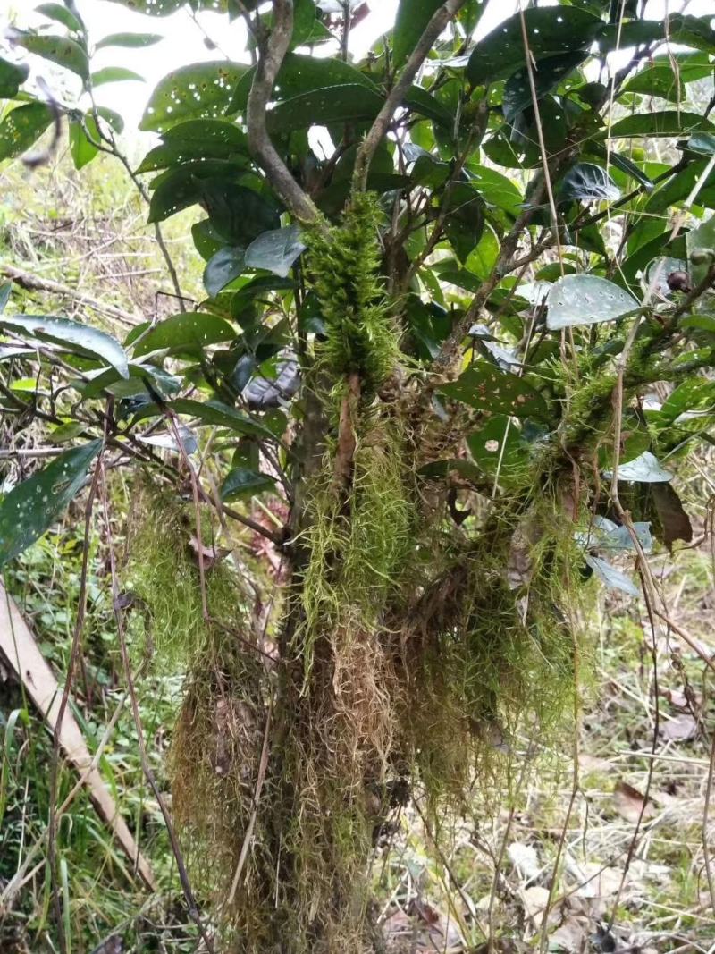 大瑶山野生红茶，规格茶礼盒装