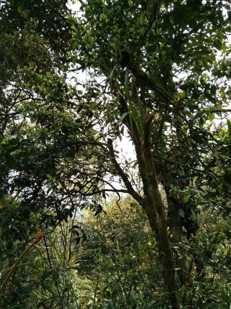 大瑶山野生红茶，规格茶礼盒装
