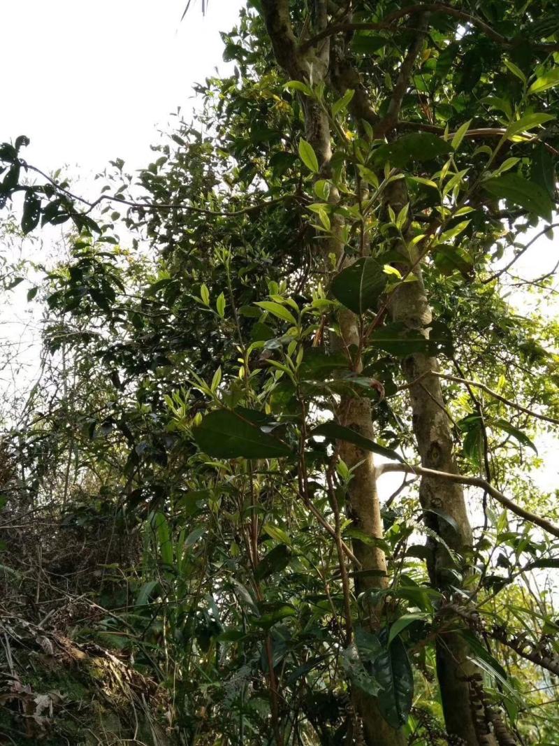 大瑶山野生红茶，规格茶礼盒装