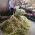 金银花苗子百万颗基地直供海药本草农业科技