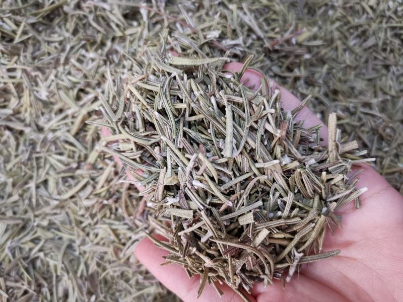 迷迭香优质新货迷迭香茶无杂质净货可供批发零售量大从优