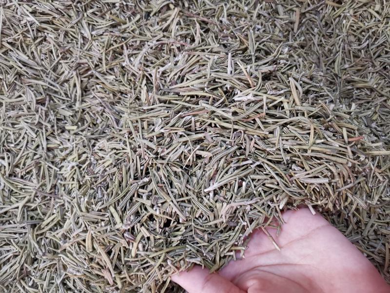 迷迭香优质新货迷迭香茶无杂质净货可供批发零售量大从优