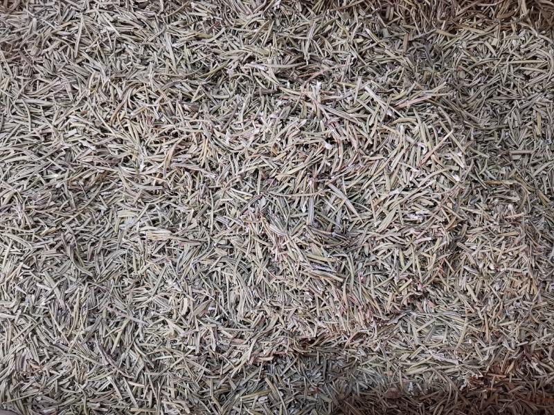 迷迭香优质新货迷迭香茶无杂质净货可供批发零售量大从优