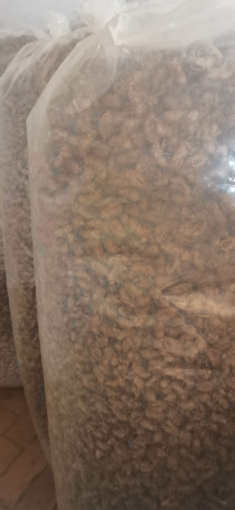 蝉蜕皮，无土无杂质，质量纯正。。。。。。