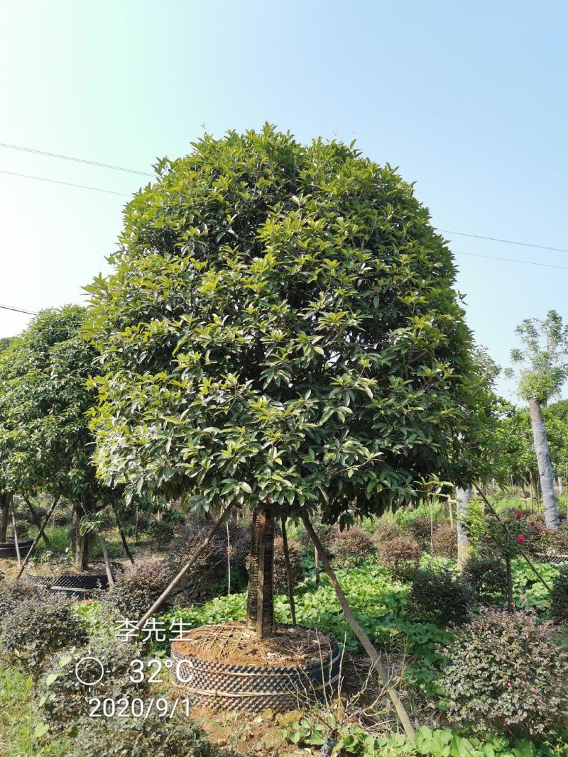 容器袋苗桂花假植袋苗桂花苗圃基地直供