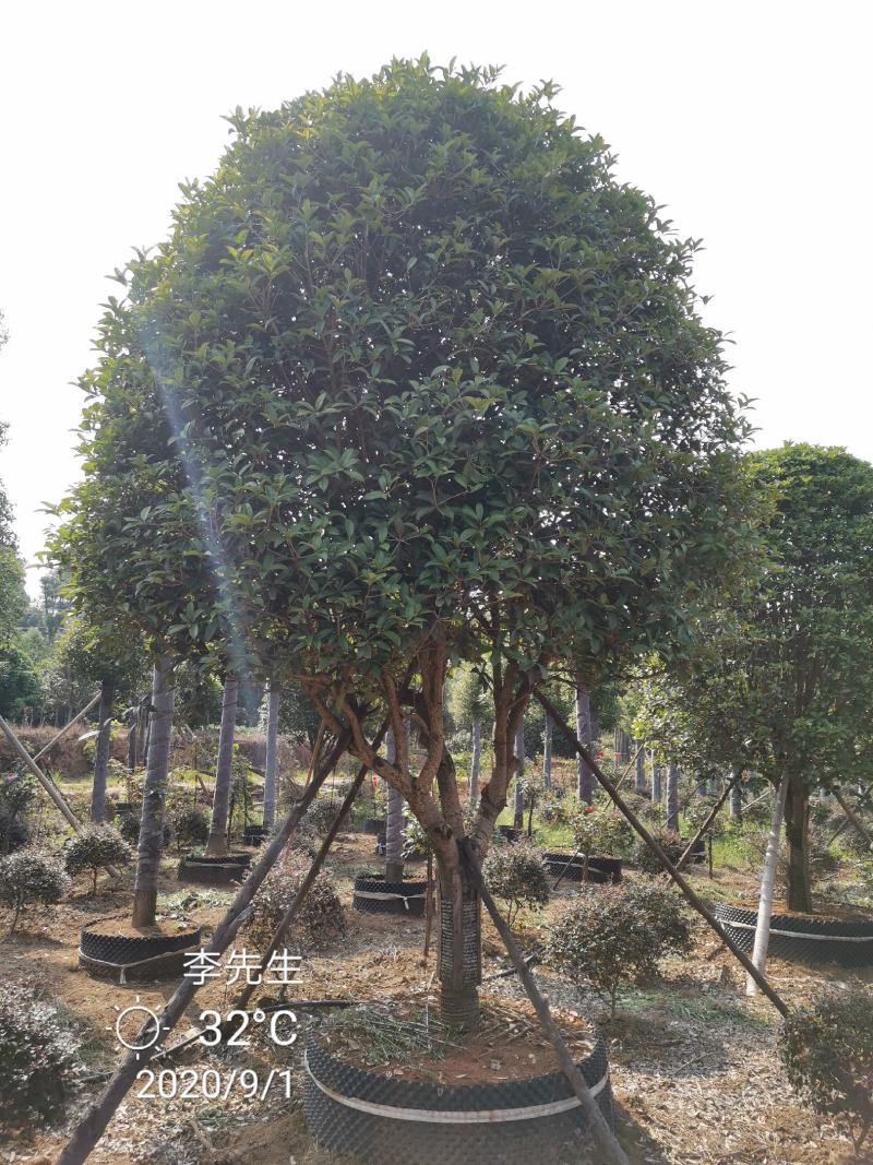 容器袋苗桂花假植袋苗桂花苗圃基地直供