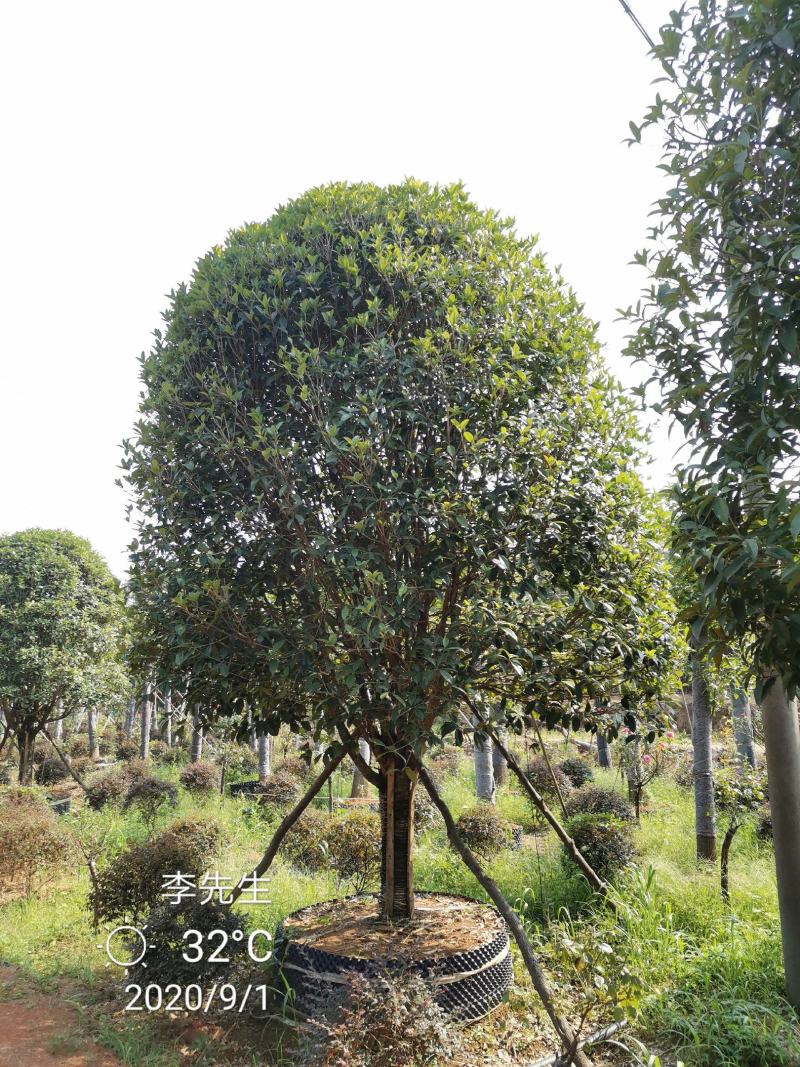 容器袋苗桂花假植袋苗桂花苗圃基地直供