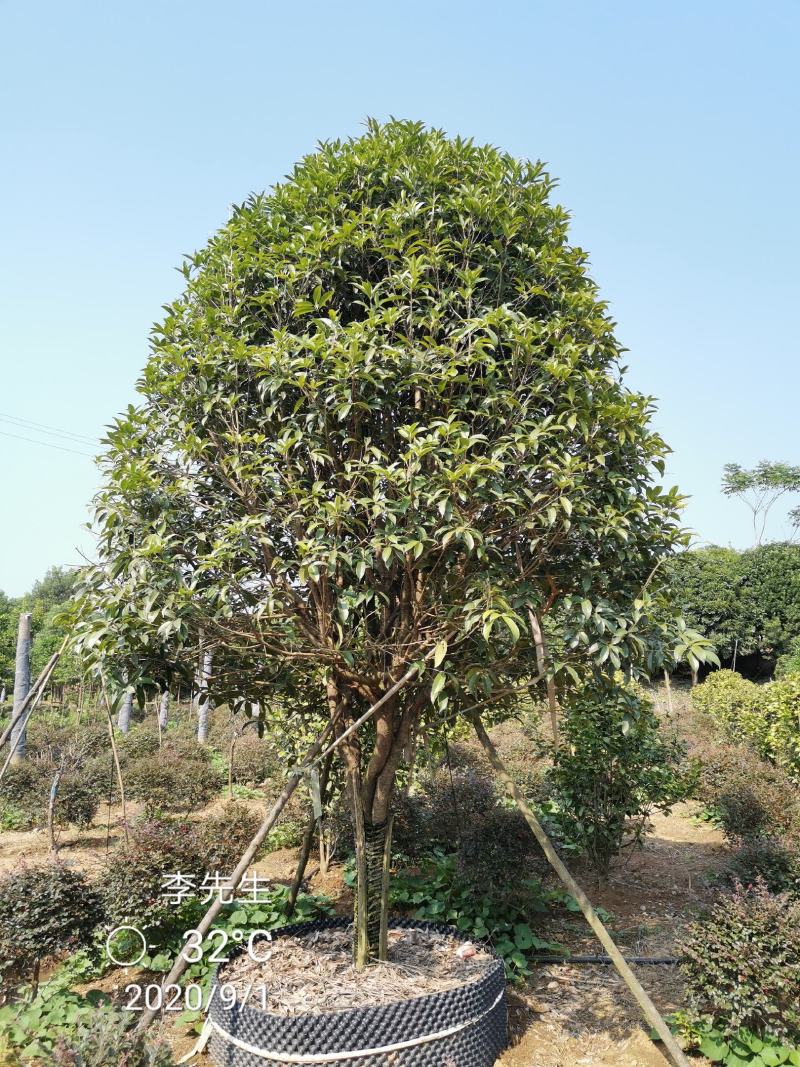 容器袋苗桂花假植袋苗桂花苗圃基地直供