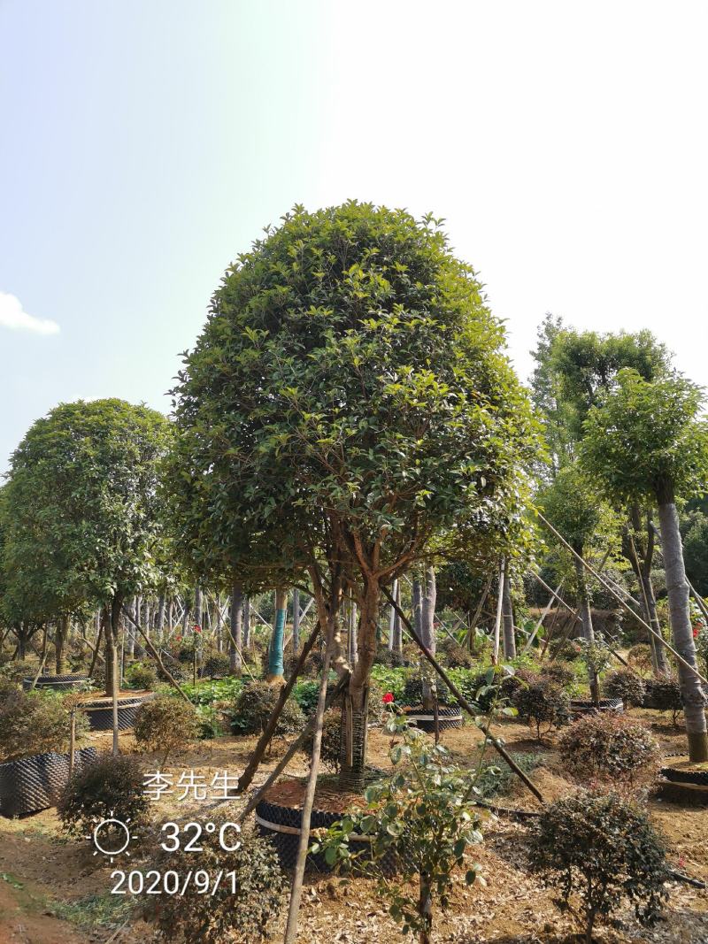 容器袋苗桂花假植袋苗桂花苗圃基地直供