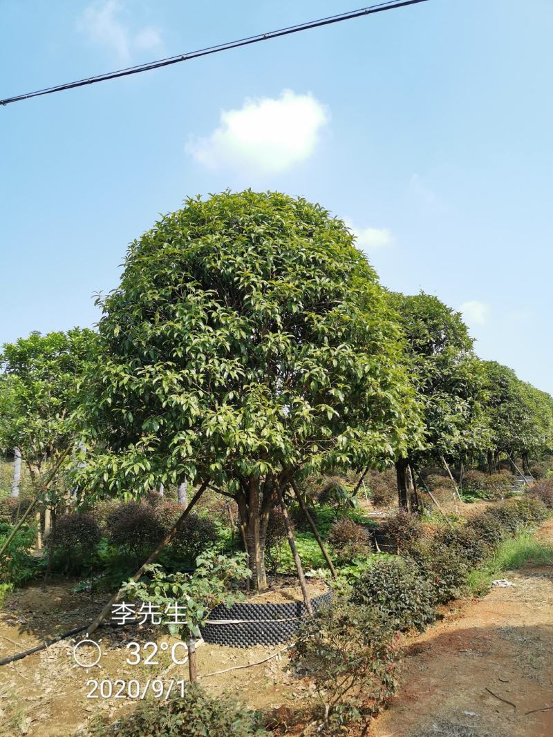 容器袋苗桂花假植袋苗桂花苗圃基地直供