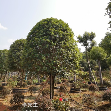 容器袋苗桂花假植袋苗桂花苗圃基地直供