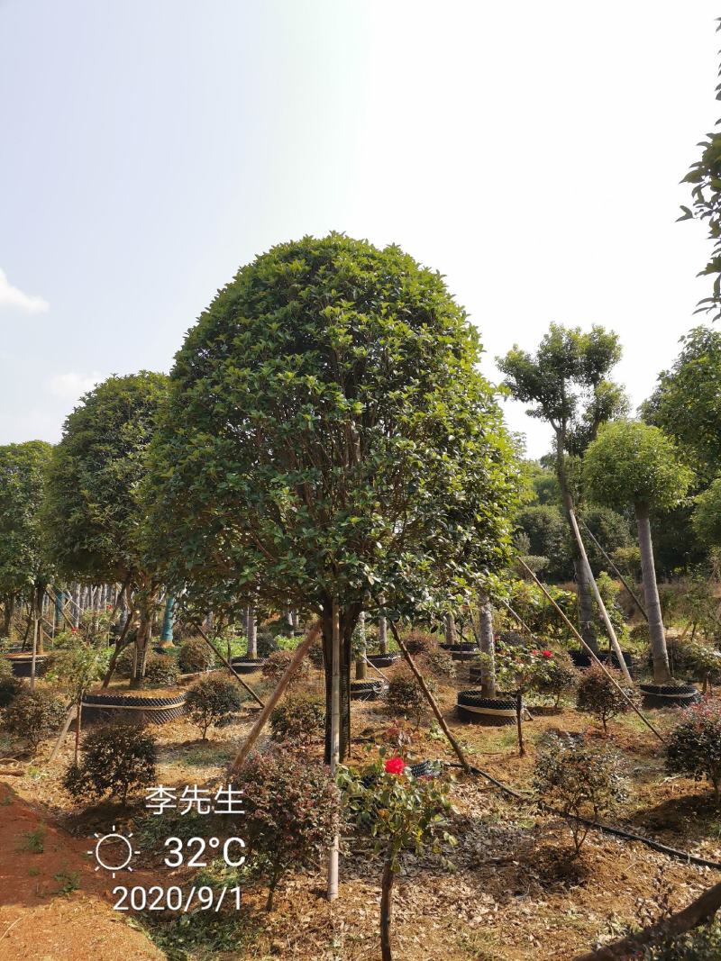 容器袋苗桂花假植袋苗桂花苗圃基地直供