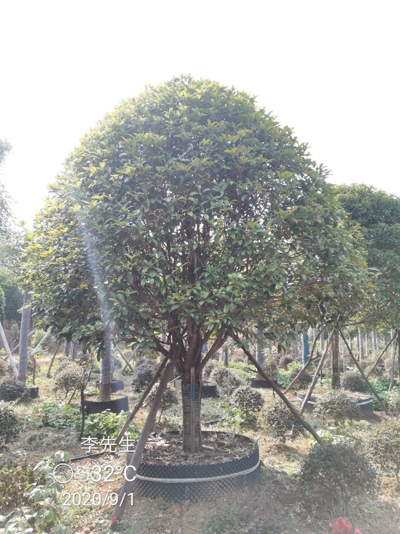 容器袋苗桂花假植袋苗桂花苗圃基地直供