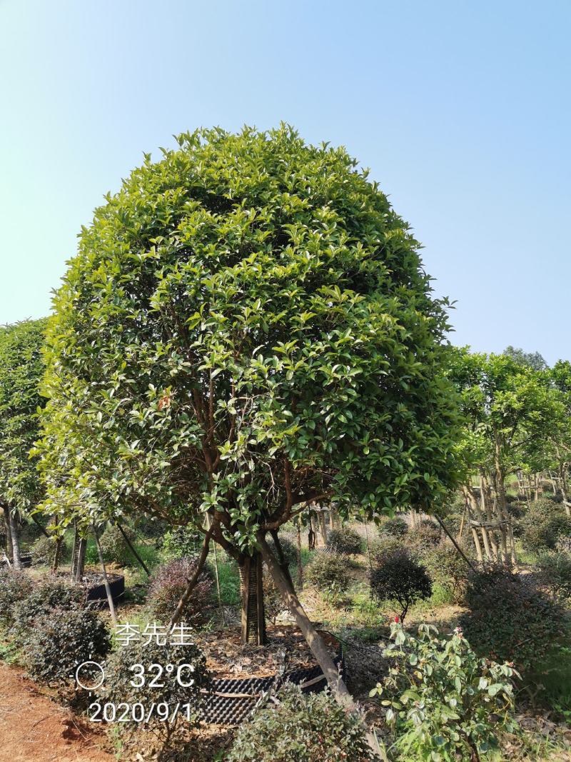 容器袋苗桂花假植袋苗桂花苗圃基地直供