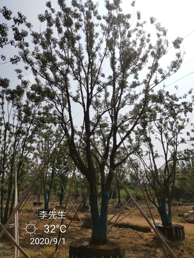 30-120公分容器袋苗丛生香樟多杆香樟多头香樟