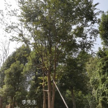 3456杆丛生多杆全冠朴树丛生朴树多杆朴树多头朴树