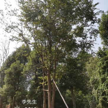 3456杆丛生多杆全冠朴树丛生朴树多杆朴树多头朴树