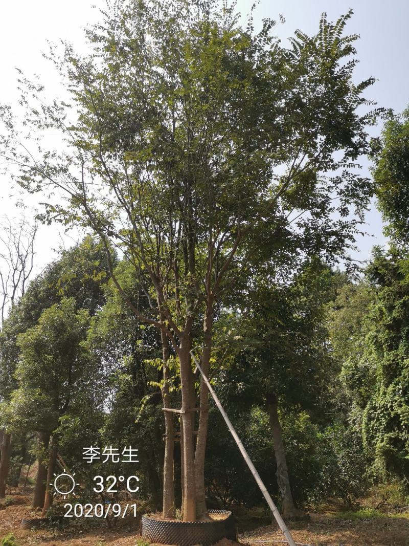 3456杆丛生朴树多杆朴树多头朴树移栽假植袋苗均有