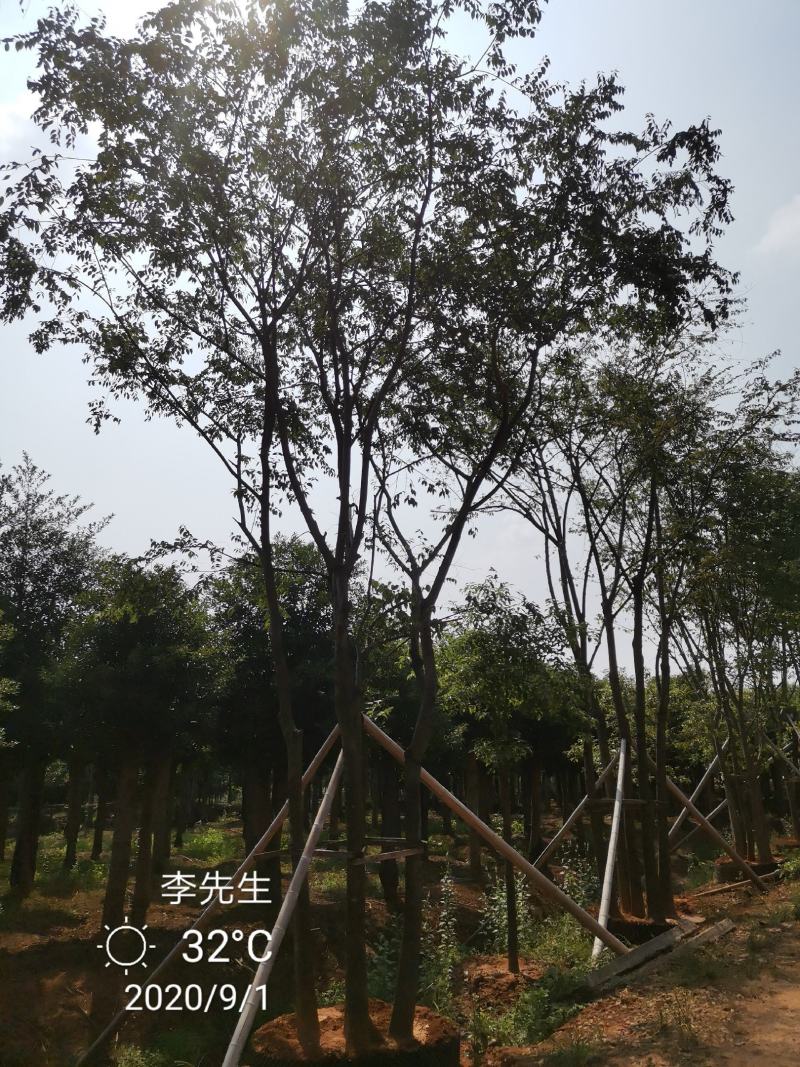 3456杆丛生朴树多杆朴树多头朴树移栽假植袋苗均有