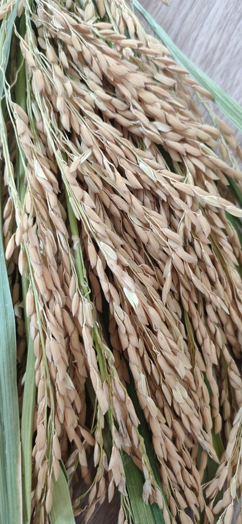 大型烘干厂大量上市稻谷