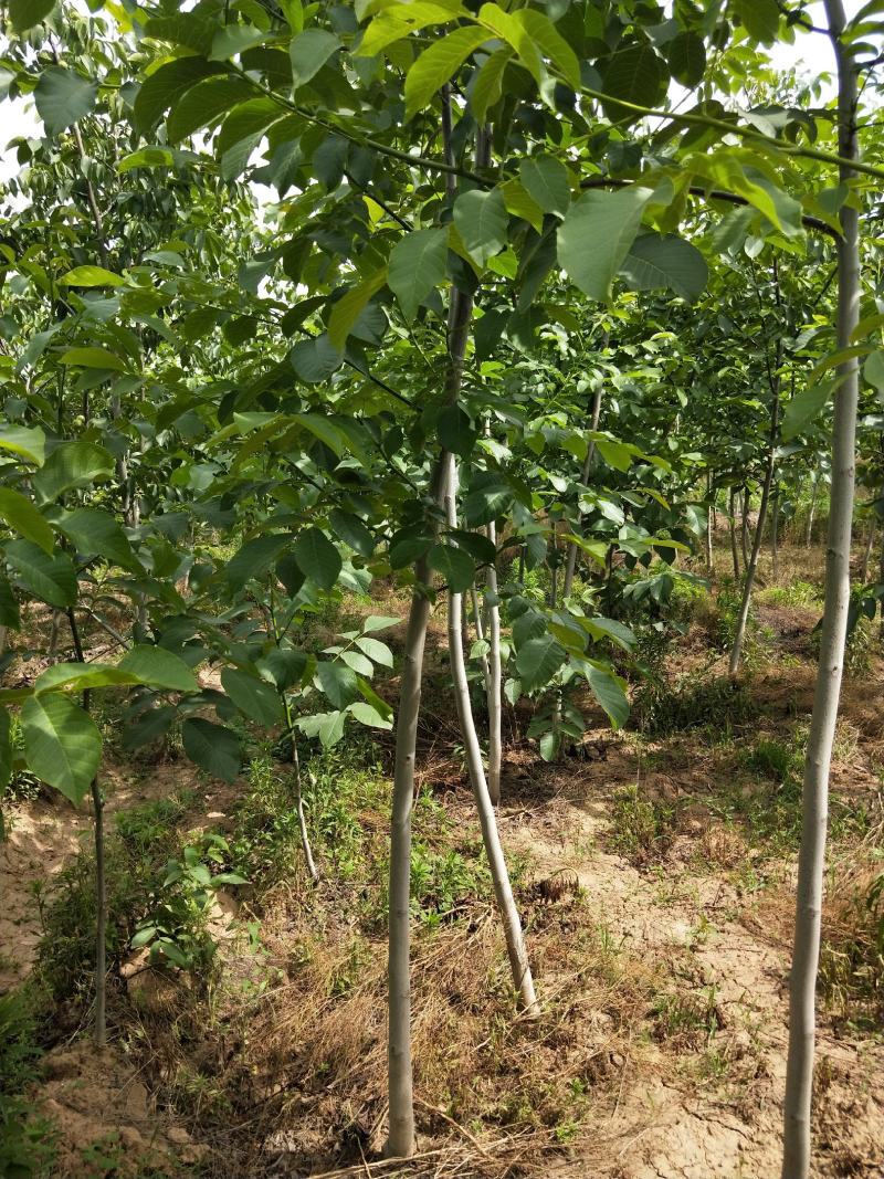 核桃苗各种规格型号的核桃树苗，嫁接的实生都有。