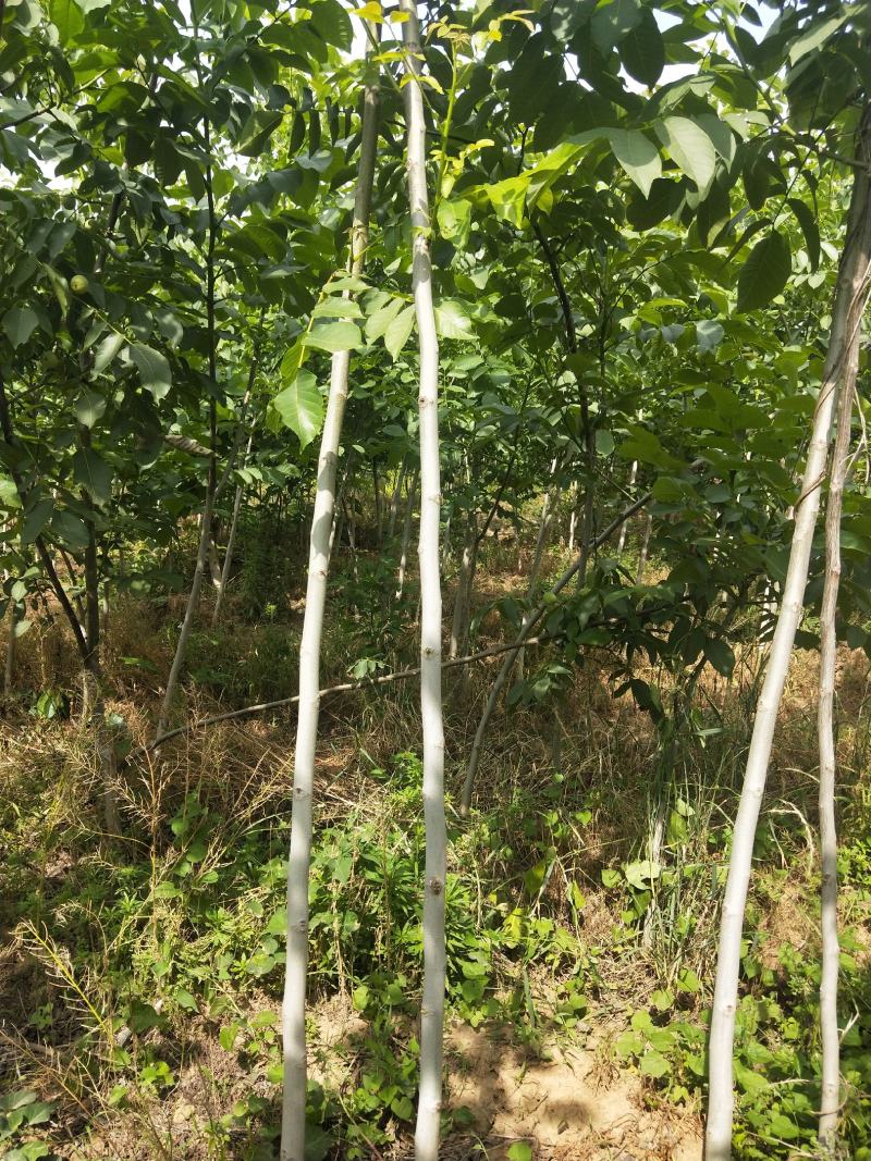 核桃苗各种规格型号的核桃树苗，嫁接的实生都有。