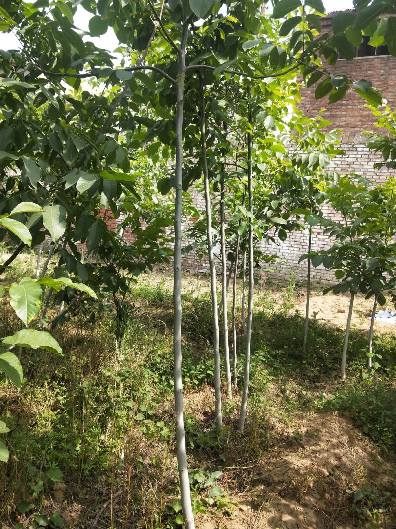 核桃苗各种规格型号的核桃树苗，嫁接的实生都有。