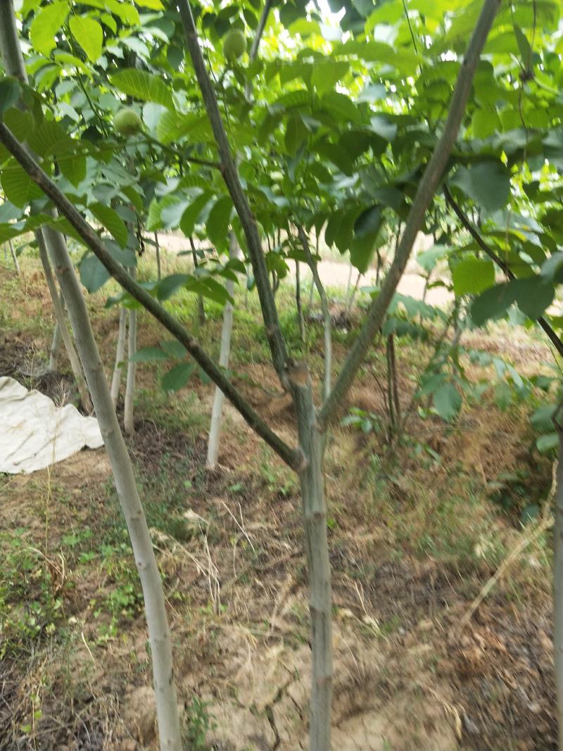 核桃苗各种规格型号的核桃树苗，嫁接的实生都有。