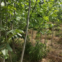 核桃苗各种规格型号的核桃树苗，嫁接的实生都有。