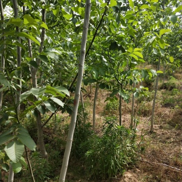 核桃苗各种规格型号的核桃树苗，嫁接的实生都有。