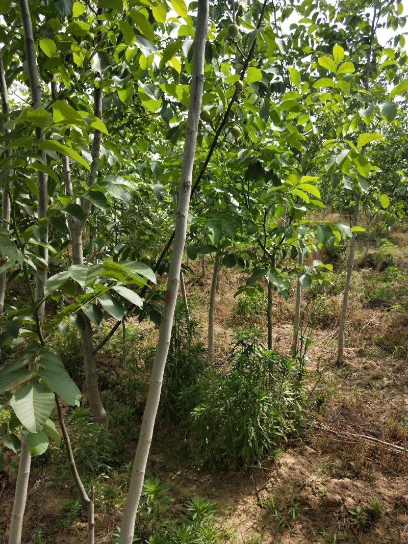 核桃苗各种规格型号的核桃树苗，嫁接的实生都有。