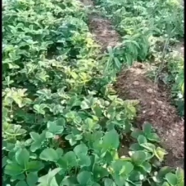 草莓苗品种齐全，质量好高产草莓苗！成活率高！一手货源