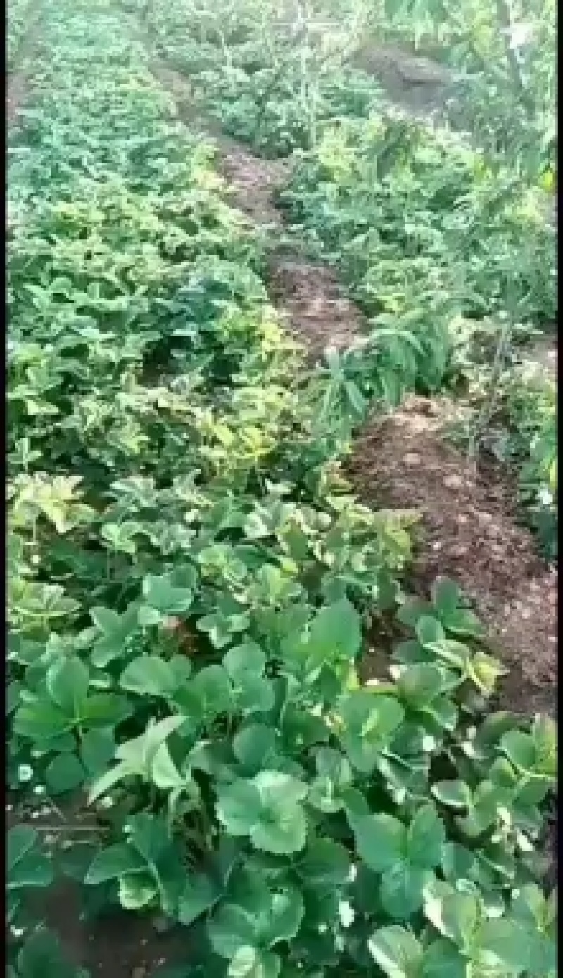 草莓苗品种齐全，质量好高产草莓苗！成活率高！一手货源
