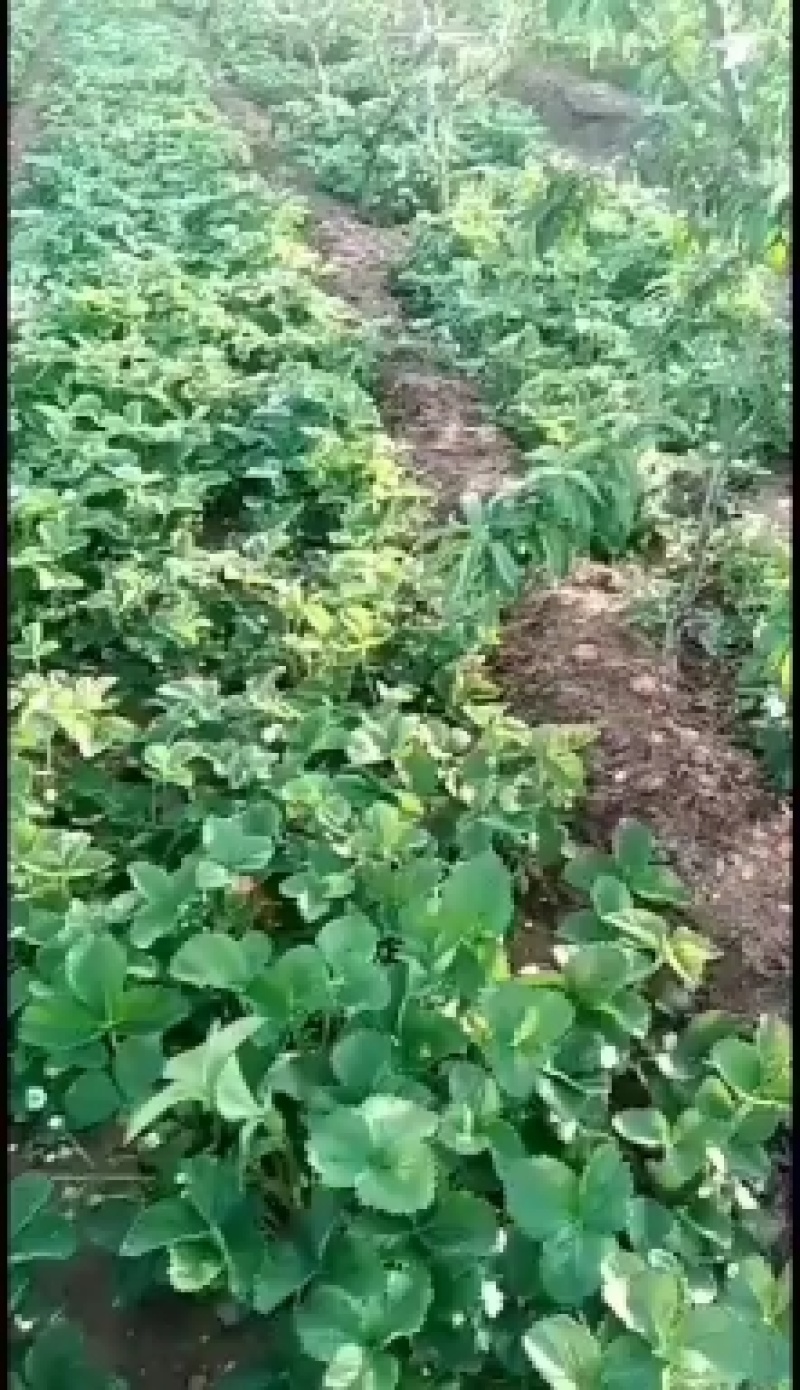 草莓苗品种齐全，质量好高产草莓苗！成活率高！一手货源