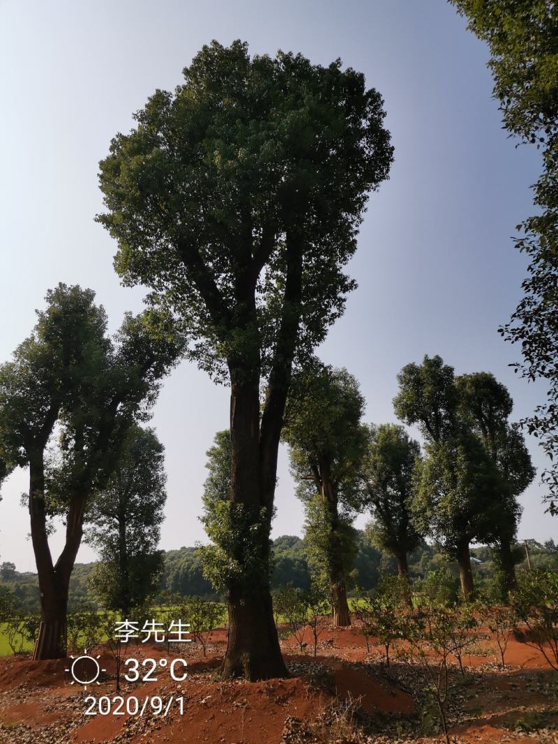 30-60公分大骨架移栽香樟苗圃基地直供价格实惠
